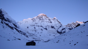 Le réveil est fixé à 4h du matin. L'objectif est d'arriver au camp de base des Annapurnas (le point culminant de notre randonnée) pour le lever du soleil. Nous enfilons toutes nos épaisseurs de vêtements pour l'occasion. Après avoir bu un thé dans la salle commune à la lampe torche, où une partie de notre équipe dort encore profondément, nous partons dans l'obscurité, toujours plus haut. Dans un froid glacial, la procession se fait à la lueur des lampes frontales. Cela ressemble à un collier de perles lumineuses qui monte sur le flanc de la montagne, tandis que les premières lueurs du jour se font perceptibles. Les membres du groupe (sauf deux, souffrants ou démotivés par l'altitude), notre guide, deux de ses assistants et un porteur qui n'était jamais monté là-haut, sommes tellement motivés par cette quête que nous nous essoufflons au bout de quelques minutes. L'altitude y est pour quelque chose, et notre impatience aussi. Nous ralentissons l'allure, un accident respiratoire est si vite arrivé. Nous parcourons, les pieds dans la neige, le creux d'une vallée qui monte sérieusement et, au bout d'une heure et demi, arrivons en vue du camp de base, à environ 4 130m. Il y a un peu plus de baraquements que là où nous nous étions arrêtés pour la nuit. Derrière, un petit pic rocailleux le surplombe. Nous traversons le camp où les habitants s'éveillent timidement. Le soleil se lève, éclairant progressivement un cirque de gigantesques remparts qui nous entourent, ornés de treize sommets de 6 500m à 8 500m d'altitude (Annapurna Sud, Inchiuli, Annapurna 1, Gangapurna, Annapurna 3, Machapucharé…). Ce panorama s'étend sur 360° et il est difficile d'imaginer que de si haut, on se sente aussi petits. Et, en se promenant sur les terrasses qui bordent le camp, on se rend compte qu'il est au bord d'un précipice de tous côtés (exception faite du large champ de glace d'où nous sommes arrivés). Les membres de notre expédition s'éparpillent pour admirer la vue. La neige fraîche recouvre une bonne partie des rochers et des montagnes. Notre guide avoue qu'il peut parfois se lasser de ce point de vue, mais pas aujourd'hui ! Ce spectacle est grandiose, sans vent, avec juste ce qu'il faut de neige sur le sol pour embellir la nature et les premiers rayons du soleil montant éclairent une partie du cirque de lumière rasante. Nous nous retrouvons sur le pic qui surplombe le camp. Il y a là un petit autel bouddhiste orné d'une multitude de drapeaux à prière et quelques monticules de cailloux autour. Je monte plus haut, accompagné de Kilian (un des assistants de notre guide) pour ériger un petit autel avec une bougie, des bâtons d'encens et des pierres recueillies dans la rivière et un peu partout sur le chemin durant les jours précédents. Il faut (entre autres) rendre hommage à la beauté de cet endroit, remercier la clémence du ciel qui a véritablement accompagné notre procession. L'endroit est particulièrement émouvant et apaisant. C'est l'aboutissement de notre marche et le rendez-vous tant attendu avec ces montagnes. Pourtant, sur le plus haut rocher où je puisse monter, je ne peux qu'admirer ces treize belles montagnes qui nous surplombent. On dit que le Népal est la porte de l'Himalaya, il faudrait monter encore beaucoup plus haut pour l'entrouvrir ! Ensuite, nous prenons quelques photos de groupe et redescendons aux baraquements prendre un thé (il faut reconnaître qu'il fait bien froid). Il faut entamer la descente vers le camp où se trouve notre lodge. Les fumeurs expérimentent une cigarette à cette altitude. Pour moi, c'en fut une qui ressemble aux autres, qui ne fait pas spécialement tourner la tête, je pourrai dire à ceux qui me demandent : « je l'ai fait », rien de plus. La journée ne fait que commencer et nous devons parcourir une longue descente aujourd'hui. Nous repartons dans l'euphorie, courant dans la neige fraîche immaculée, nous retournant souvent pour admirer encore et encore le panorama, et nous marchons le plus souvent à reculons. Après une descente interminable (nous ne sommes pas pressés de nous éloigner de ce lieu magique), nous retrouvons notre lodge, tout en bas ! Les membres du groupe restés là nous attendent pour le petit-déjeuner sur la terrasse. Le soleil est haut dans le ciel et maintenant réchauffant. Il faut ensuite entamer le chemin inverse de ces derniers jours, celui du retour. Nous retraversons les paysages que nous avions découverts à l'aller, mais heureusement, nous les revisitons sous un regard nouveau. Là où on voyait des chutes de neige auparavant, il y a maintenant une lumière différente et nous nous focalisons sur d'autres détails. Les bambouseraies, les cascades, les rhododendrons (y a-t-il de nouvelles fleurs depuis notre passage ?) et enfin la rivière avec les hautes herbes sur le large fond de la vallée. Des grillons chantent au soleil et nous retrouvons un peu plus bas les coccinelles. Nous arrivons en milieu d'après-midi à Dovan. Nous n'avions vu ce hameau que sous une pluie battante. Malgré sa situation dans la vallée encaissée, il est cette fois au soleil. Il y a aujourd'hui une multitude de touristes qui s'entassent dans les quelques lodges. Un groupe d'adolescents anglo- saxons s'entasse dans des tentes montées à proximité du potager. On croirait qu'une armée en campagne a établi ses quartiers ici ! Nous arrivons à trouver une place dans la salle commune pour le repas du soir et partons nous coucher très tôt (avant 20h00 !), il faut dire que la journée a été chargée d'émotions… Tout le monde dormira profondément cette nuit !
