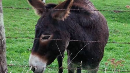 La ménagerie de Droizy